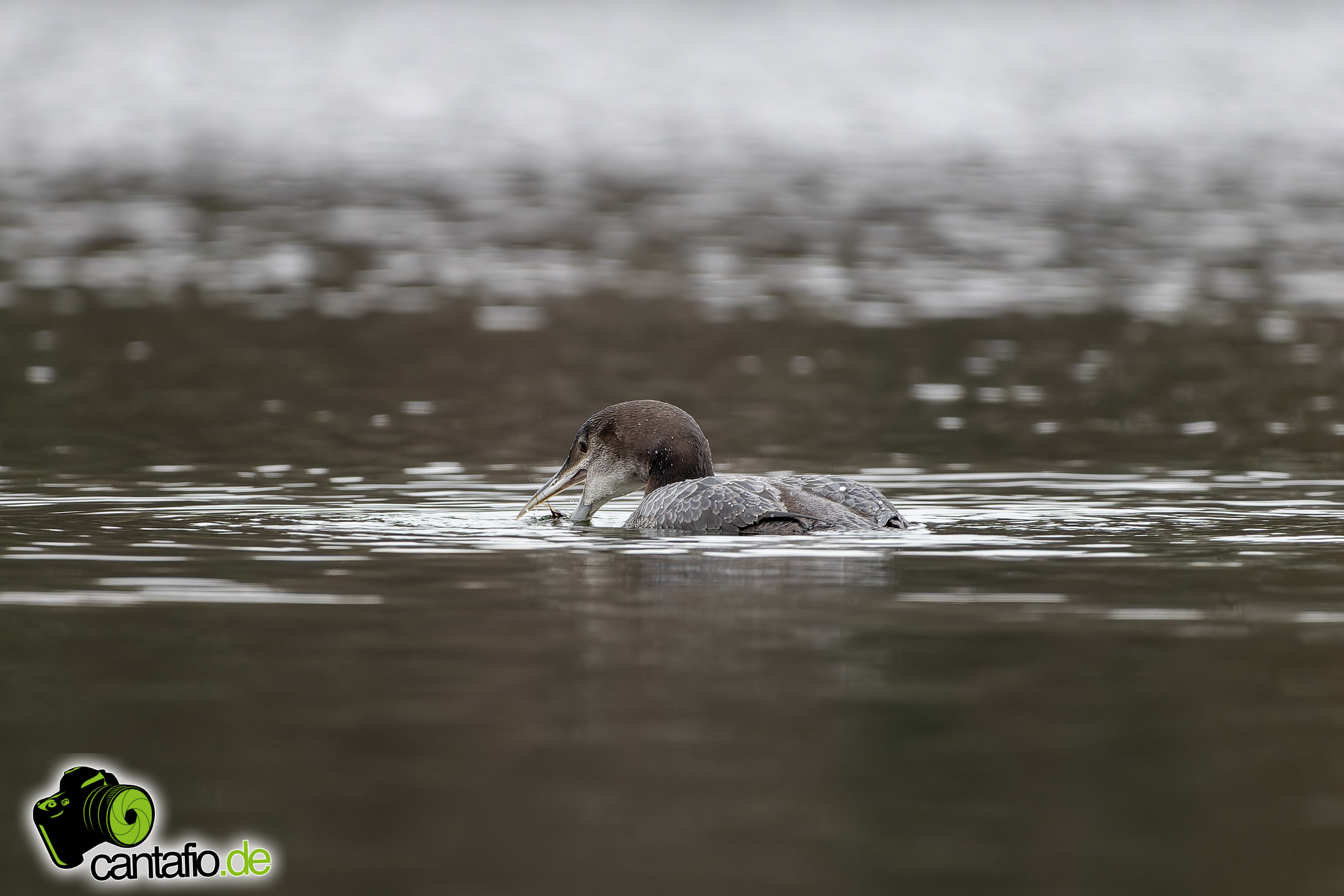 Driland See Dez '2023