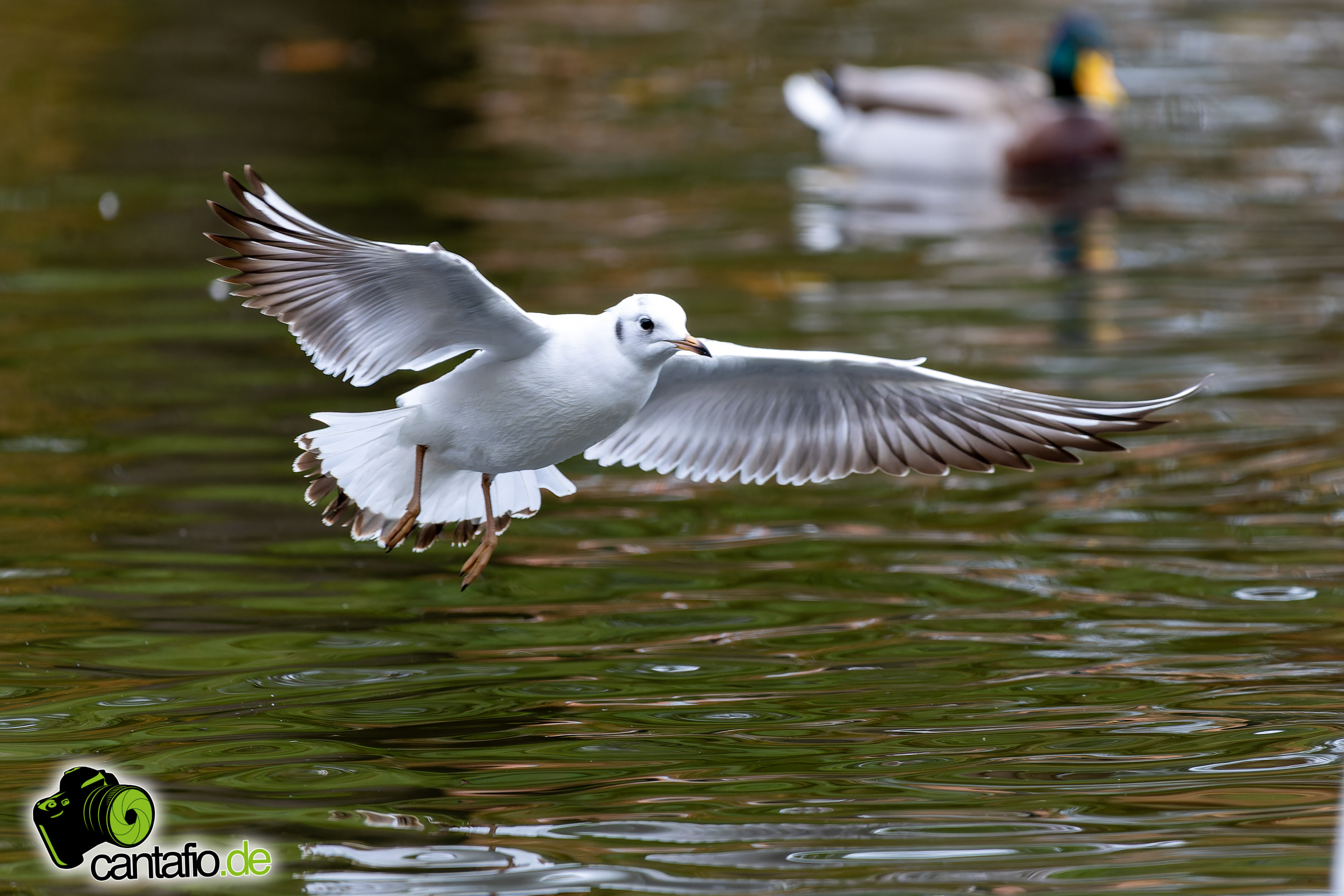 Eper Stadtpark Nov '2023